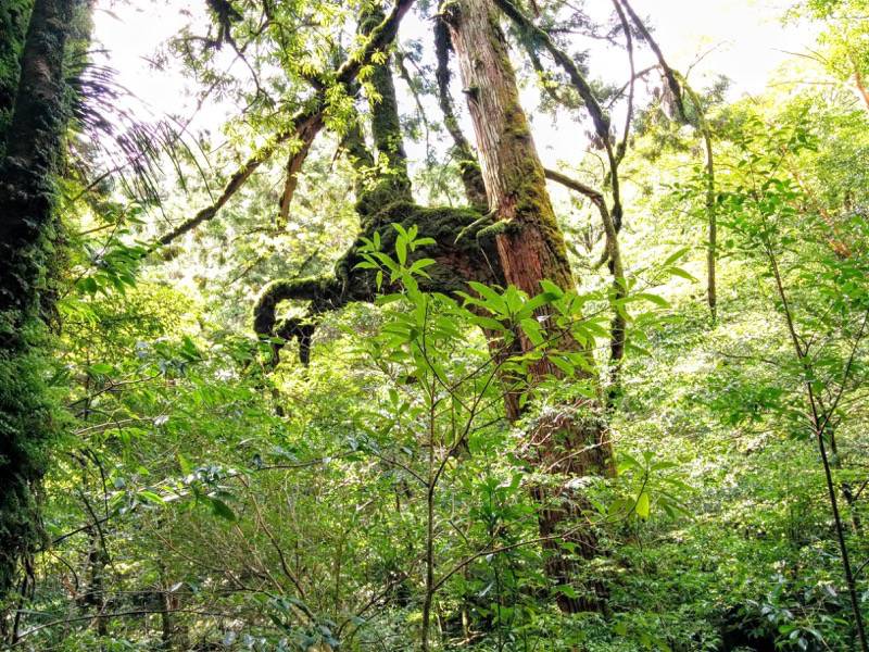白谷雲水峡２０二代大杉 三本足杉間 命名 こぶ杉