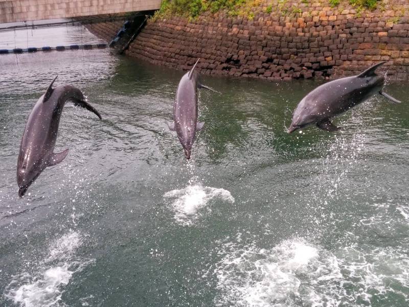 青空イルカウォッチング-ジャンプ10.jpg 青空イルカウォッチング ジャンプ10