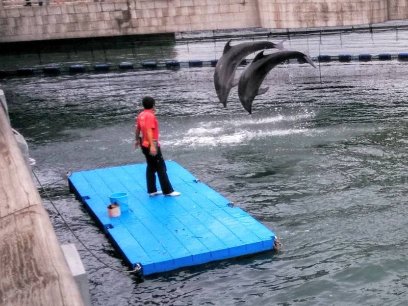 青空イルカウォッチング-ジャンプ5.jpg 青空イルカウォッチング ジャンプ5