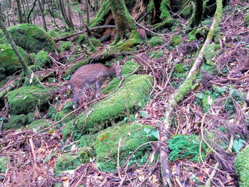 白谷雲水峡59七本杉〜苔むす森間.jpg 白谷雲水峡59七本杉 苔むす森間