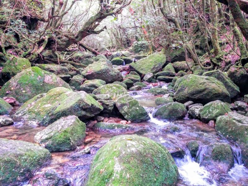 白谷雲水峡１０５くぐり杉 さつき吊橋間