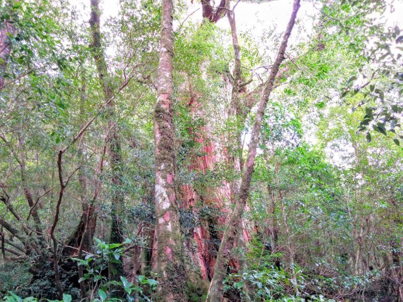 白谷雲水峡２８びびんこ杉