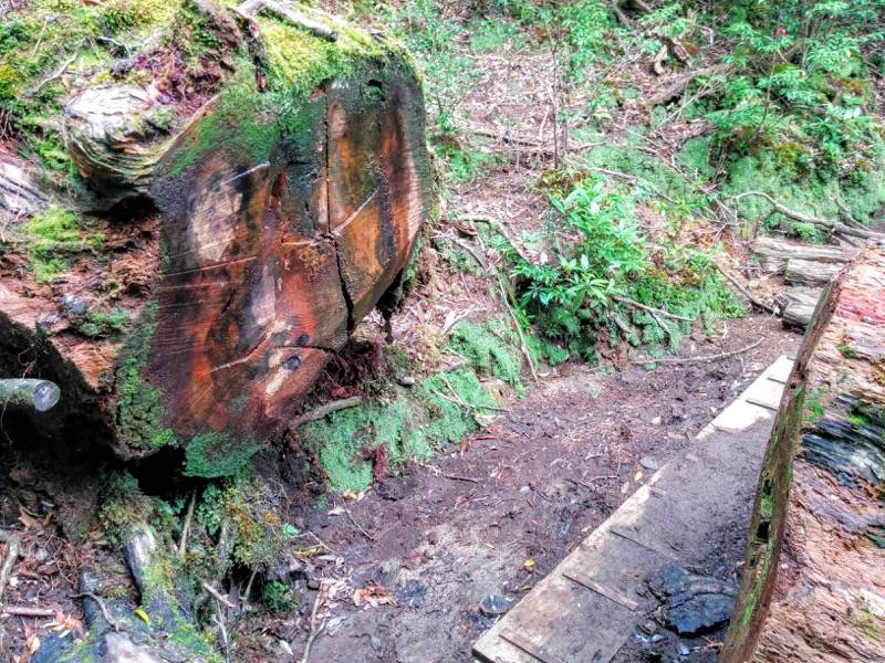 白谷雲水峡１８二代大杉 三本足杉間土埋木