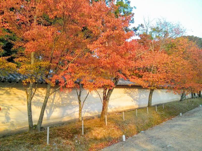 醍醐寺-西大門前の参道の紅葉3.jpg 醍醐寺 西大門前の参道の紅葉3