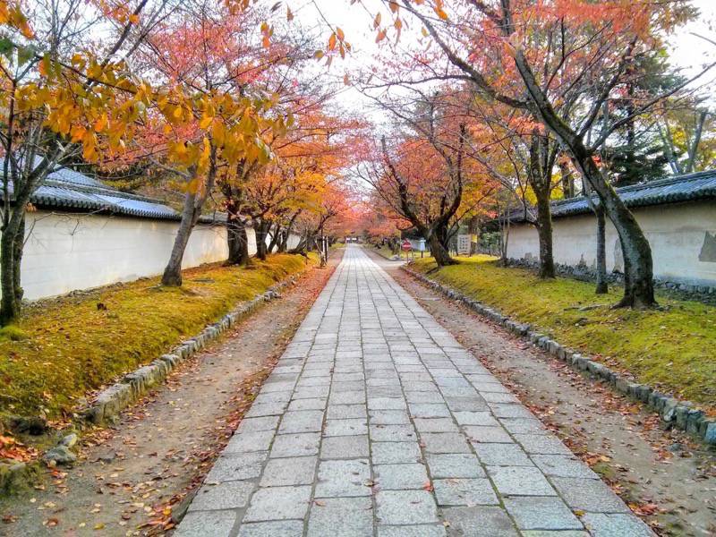 醍醐寺-霊宝館前の参道の紅葉.jpg 醍醐寺 霊宝館前の参道の紅葉