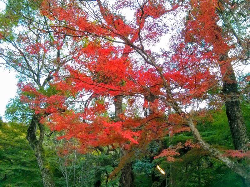 醍醐寺-観音堂付近の紅葉1.jpg 醍醐寺 観音堂付近の紅葉1