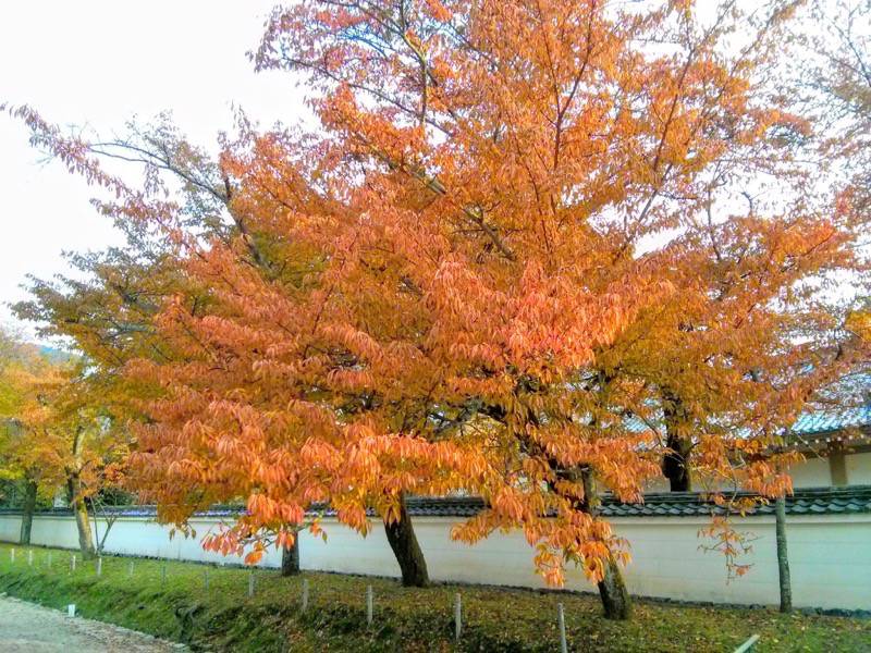 醍醐寺-西大門前の参道の紅葉2.jpg 醍醐寺 西大門前の参道の紅葉2