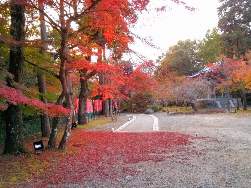 醍醐寺-観音堂付近の紅葉4.jpg 醍醐寺 観音堂付近の紅葉4