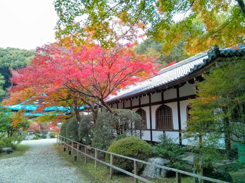 醍醐寺-祖師堂付近の紅葉1.jpg 醍醐寺 祖師堂付近の紅葉1