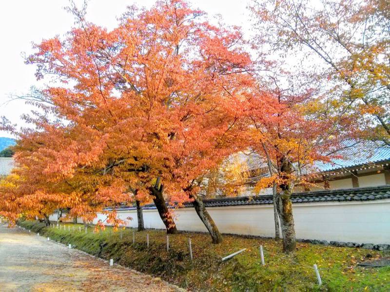 醍醐寺-西大門前の参道の紅葉1.jpg 醍醐寺 西大門前の参道の紅葉1