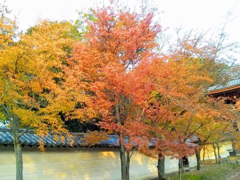醍醐寺-西大門前の参道の紅葉4.jpg 醍醐寺 西大門前の参道の紅葉4