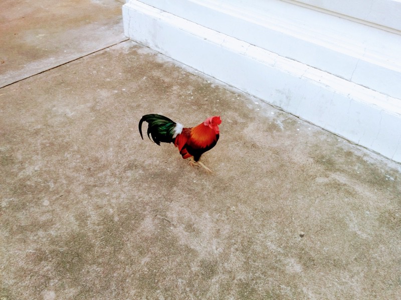 08ニワトリ.jpg 08ニワトリ