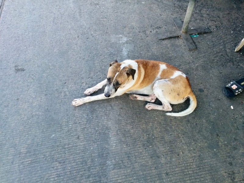 34野犬が多い2.jpg 34野犬が多い2