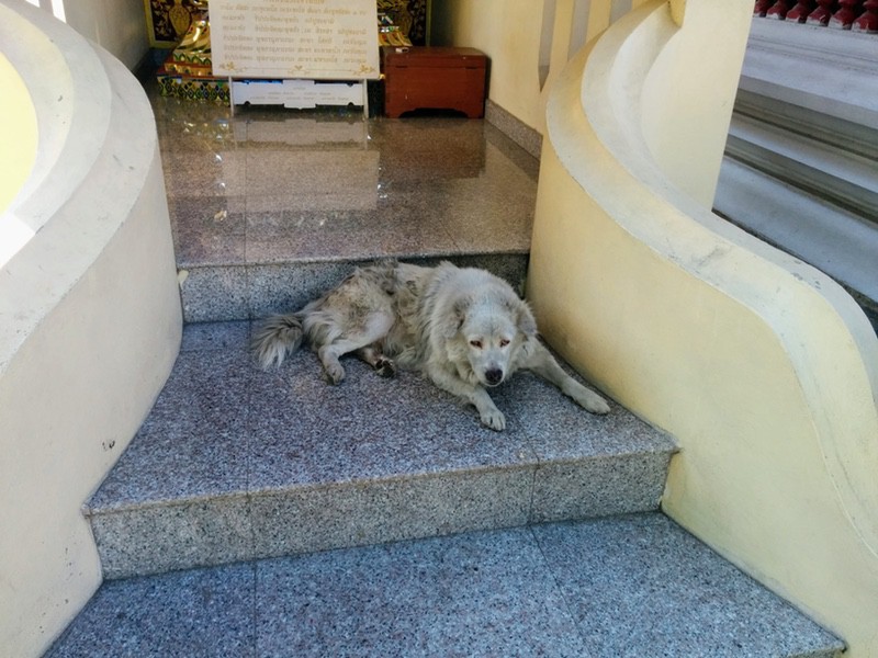 35野犬が多い3.jpg 35野犬が多い3