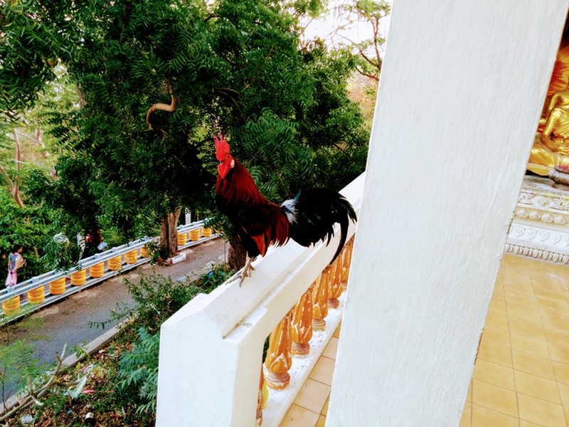 10ニワトリ.jpg 10ニワトリ