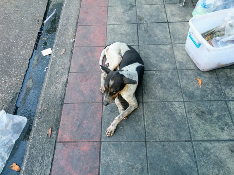 33野犬が多い1.jpg 33野犬が多い1