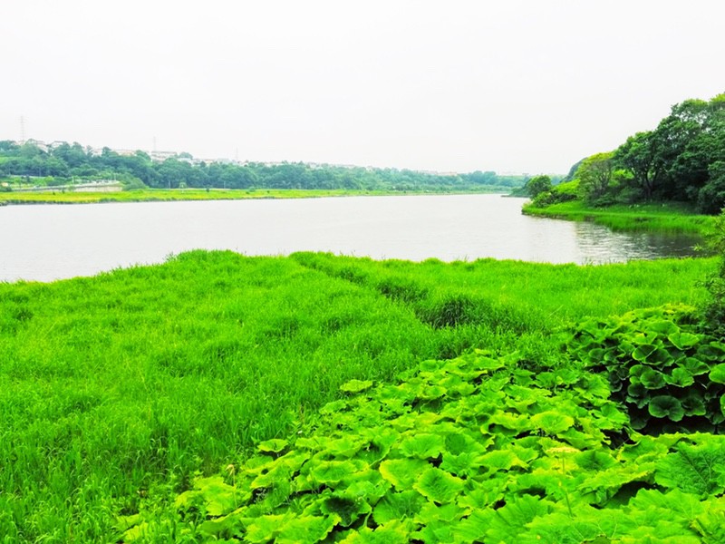 春採湖01.jpg 春採湖01