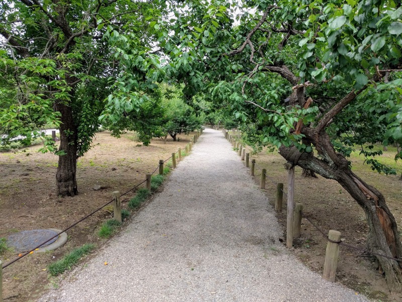 67偕楽園東西梅林