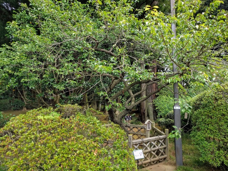 14烈公梅.jpg 14烈公梅