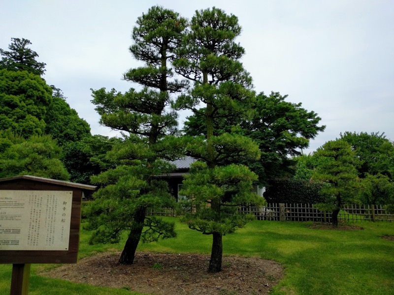 66偕楽園美幸の松