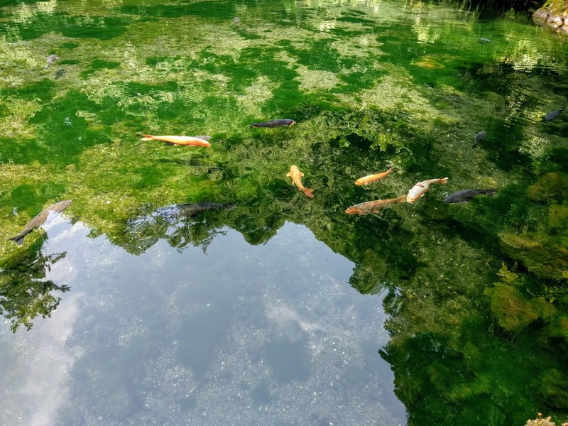 11出流原弁天池