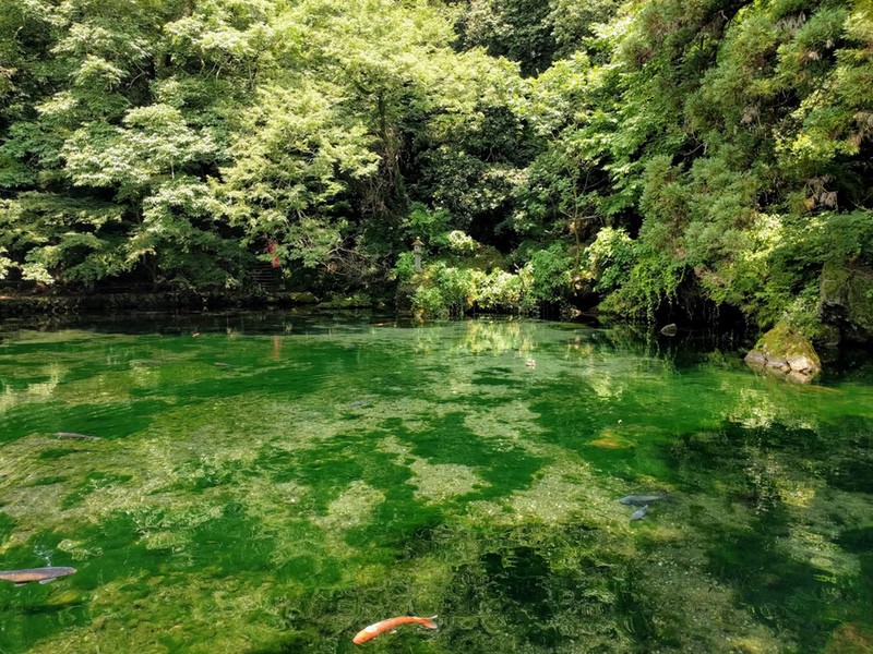 県の天然記念物！出流原弁天池｜栃木県佐野市 | ゆういちろグ