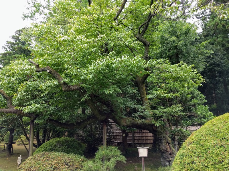 17寒緋桜.jpg 17寒緋桜