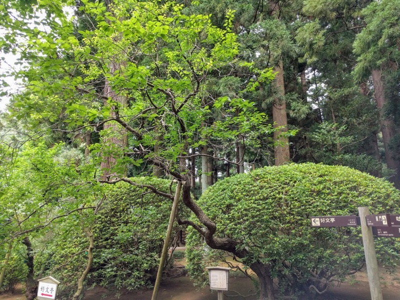 15輪違い梅.jpg 15輪違い梅