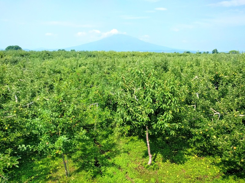 11岩木山.jpg 11岩木山