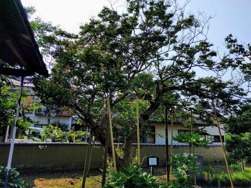 06さるすべり