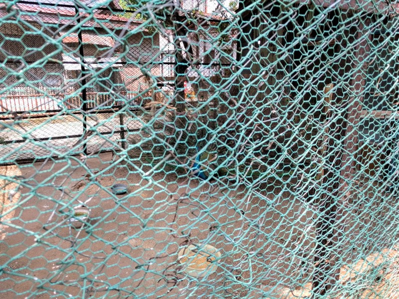 12クジャク.jpg 12クジャク