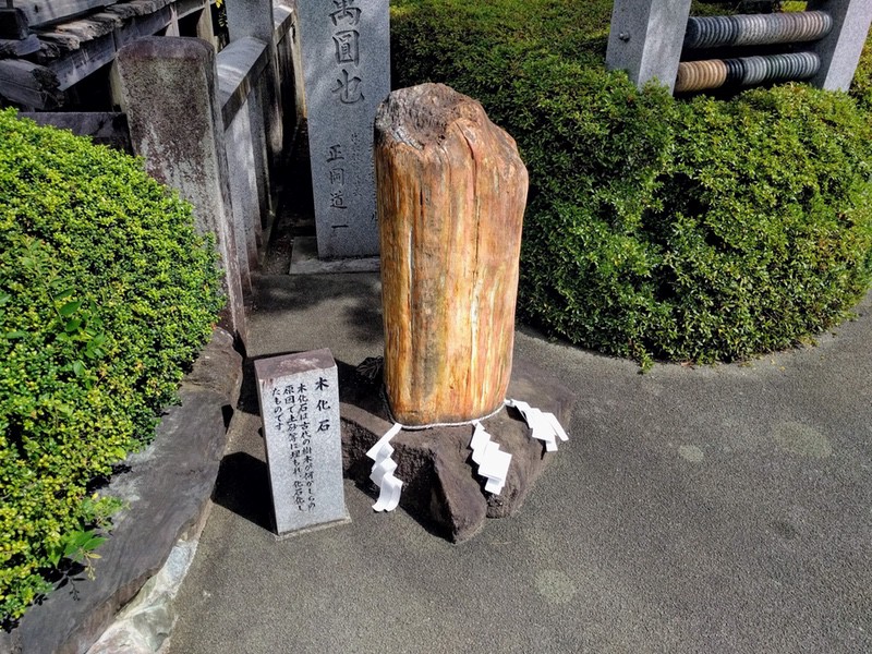 20木化石.jpg 20木化石