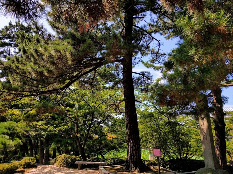 26お手植えの松