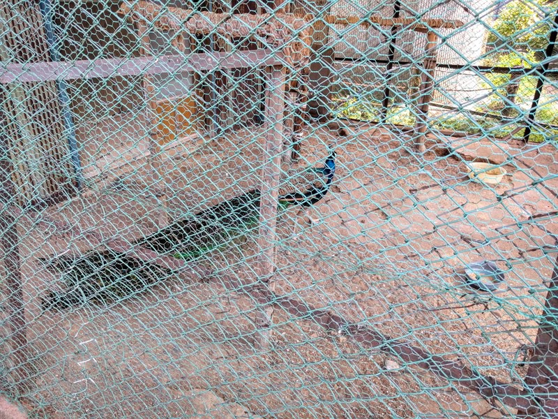 11クジャク.jpg 11クジャク