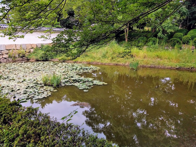 12あやめ池.jpg 12あやめ池