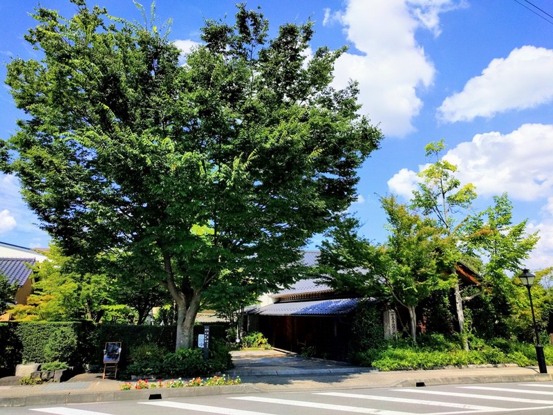 23大きな木.jpg 23大きな木