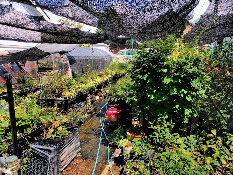 09やましち山野草店和風ロックガーデン.jpg 09やましち山野草店和風ロックガーデン