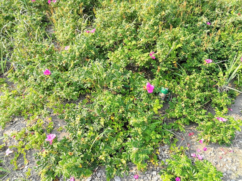 29石狩浜海浜植物保護センター.jpg 29石狩浜海浜植物保護センター