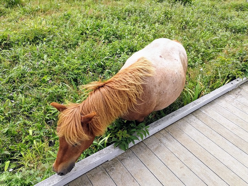 11ポニー.jpg 11ポニー