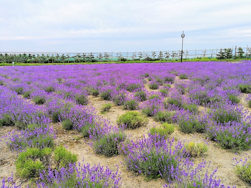 14オホーツクラベンダー畑