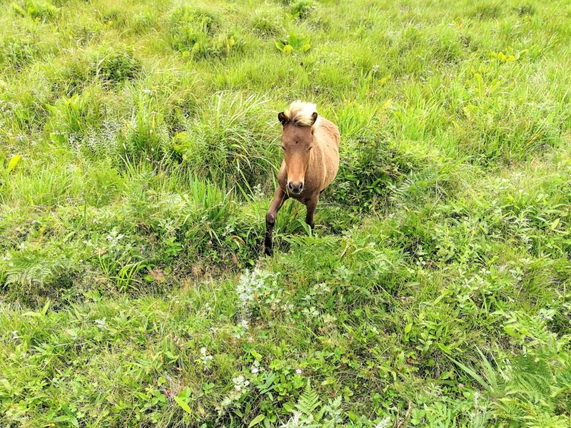 18ポニー.jpg 18ポニー