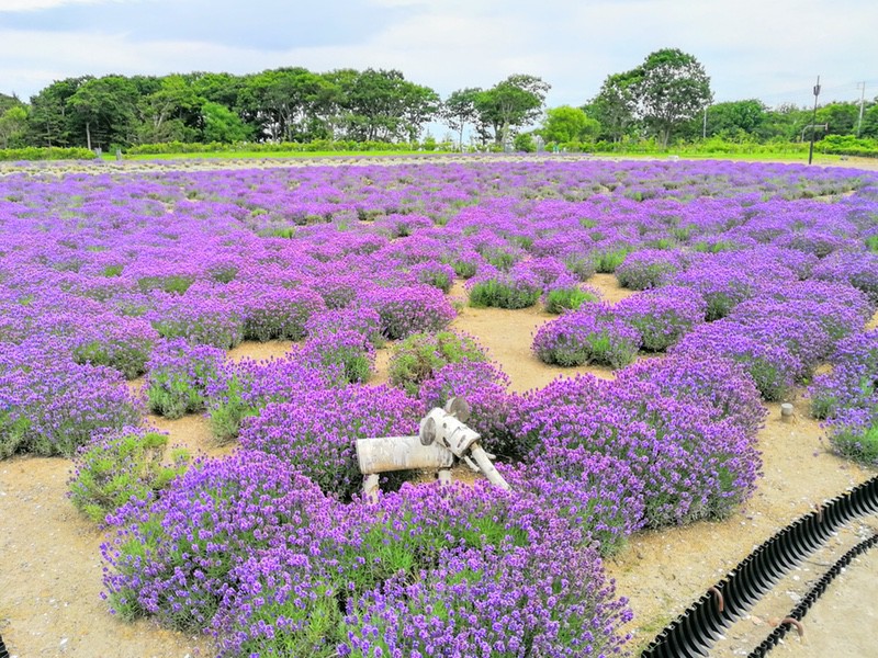 13オホーツクラベンダー畑