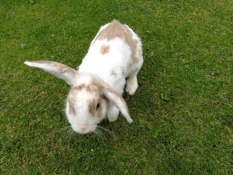 06ウサギ