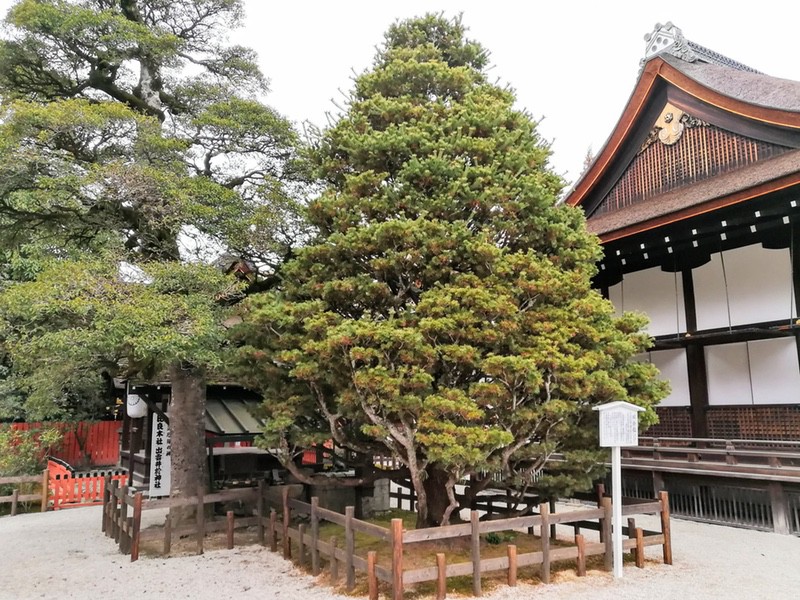 18媛小松.jpg 18媛小松