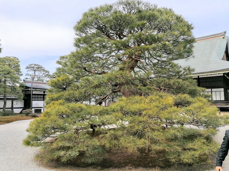 12南庭(松竹梅の庭).jpg 12南庭 松竹梅の庭