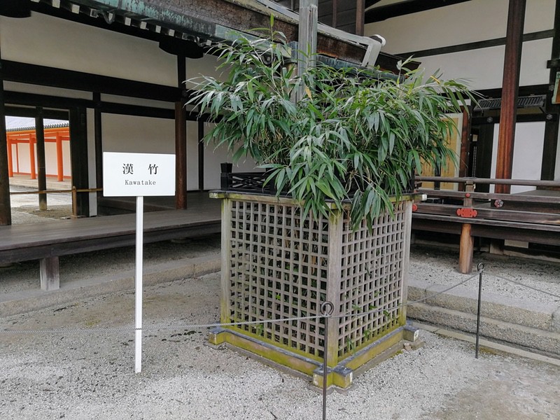 26漢竹.jpg 26漢竹