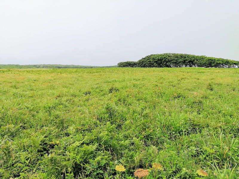 06北方原生花園.jpg 06北方原生花園