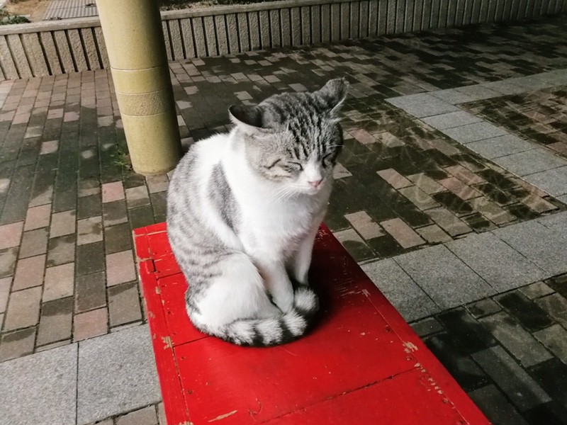 18夜のアーケードの猫.jpg 18夜のアーケードの猫