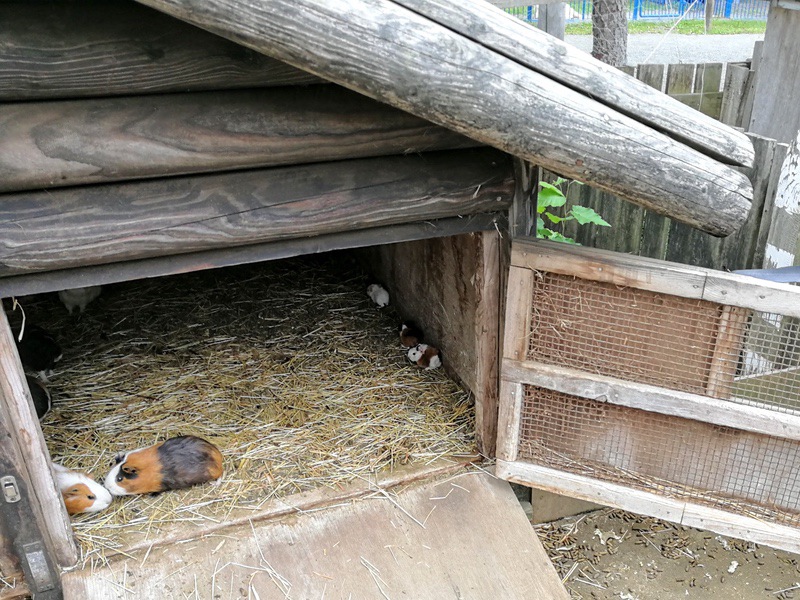 24赤ちゃんモルモット