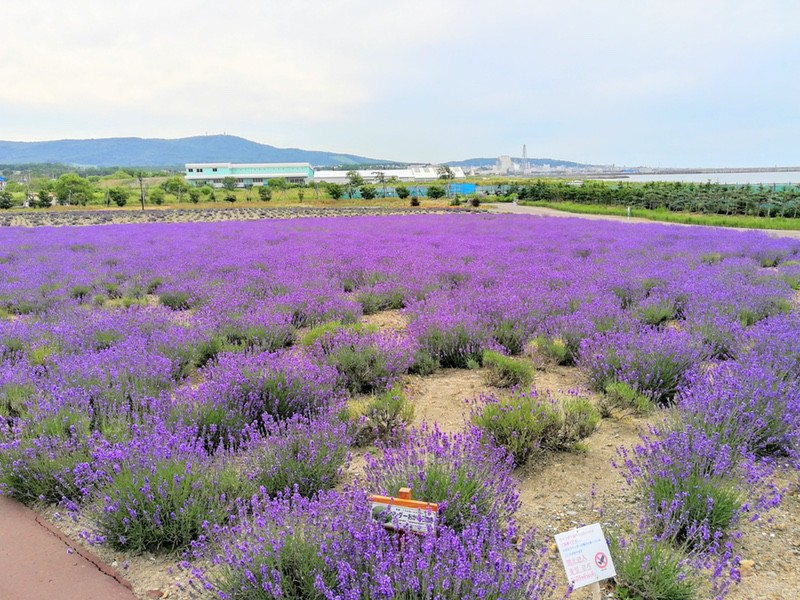 15オホーツクラベンダー畑